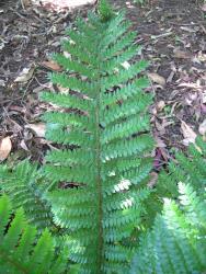 Polystichum proliferum. Mature 2-pinnate frond with a bulbil growing near the apex of the rachis.
 Image: L.R. Perrie © Leon Perrie CC BY-NC 3.0 NZ